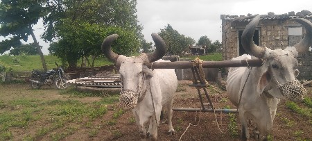 બળદ વેચવાના છે