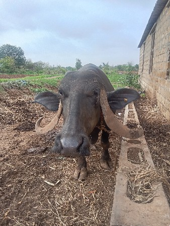 એક ભેંશ વેચવાની છે