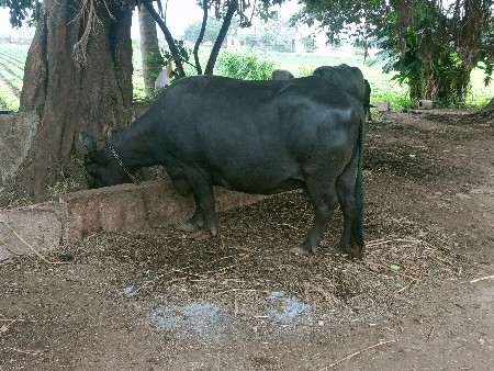 દસમયનો