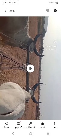 ગોઢલા વેશવા