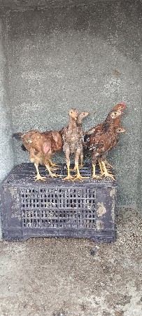 આઠ અસીલ બચ્ચા