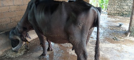ભરતભાઈ આમળાશ