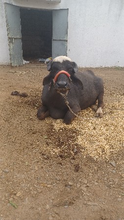 પેલ વેતરી ખડેલી