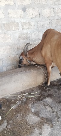 આ ગાય વેચવાની છે 15 દિવસની કાચી છે