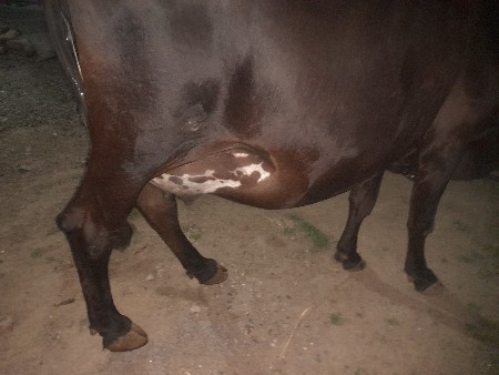 ગાય વેચવાની છે