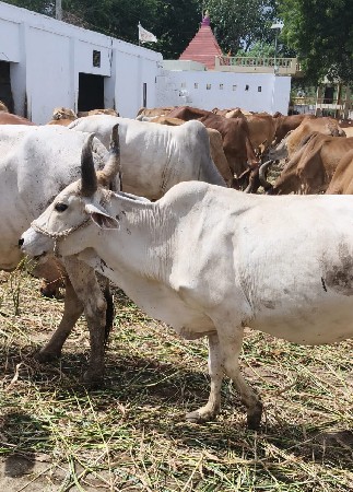 હોડકિ