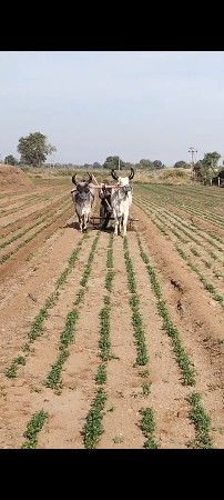 ગોઢલા વેચવાના સે