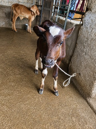 પેલું વેતર ગીર ક્રોસ