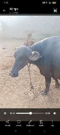 ભેંસ વેચવાનીછે