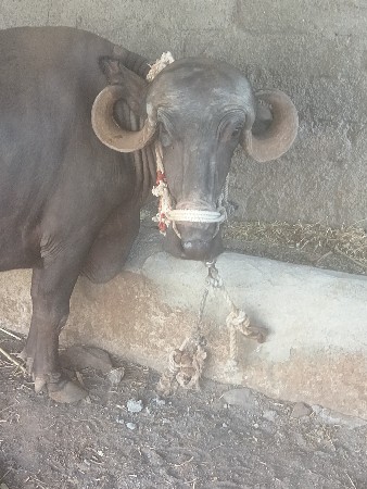 godalbhai Varotariya