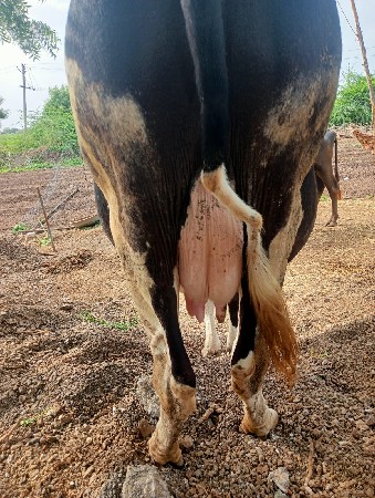 રોહિત ભાઈ 
6354616803