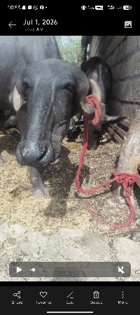 પાડિ