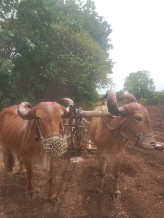 બળદ