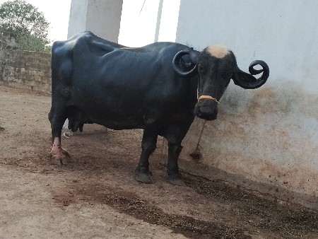 આ ભેંસ વેચવાની છે