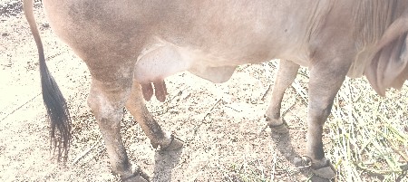 મફત મફત મફત