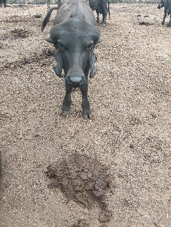 આ પાડો વેચવાનો છે