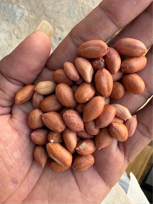 ગિરનાર-4 માંડવીનુ બી છે