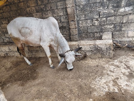 કાકરેજ  વાછડી સફેદ