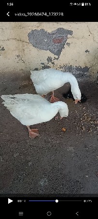 આ.ગાજ.વેસવાનાશે