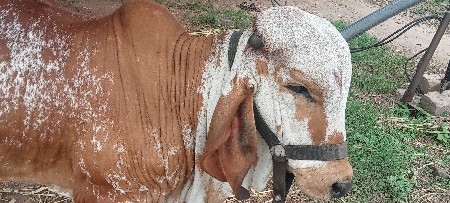 હોળકી વેચવાની છે