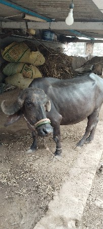 ખડેલી વેચવાની છે