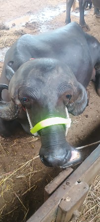 પેલું વેતર
