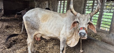 વઢિયારી ગાય દેવા નિ છે