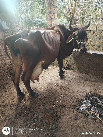ક્રોસ ગીર ગાય દેવા ની સે