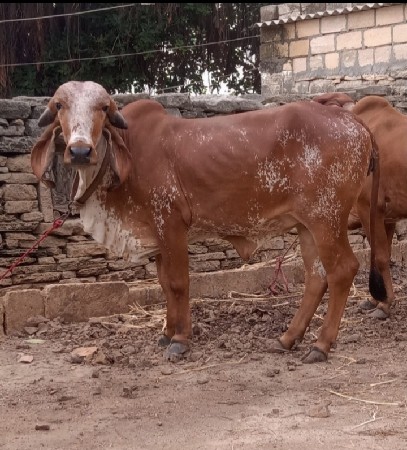 કાબરી ગીર વાછડી છે 2 વર્ષ ની છે