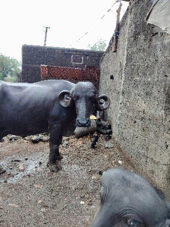 બીજું વેતર