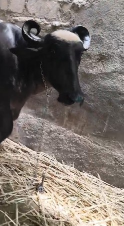 લેવી હોય તો જ ભાઈ ફોન કરજો ફોટો ફો