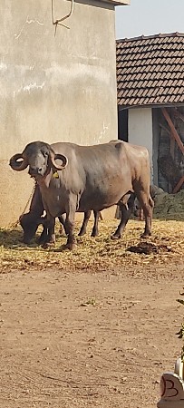વેચવાની છે
