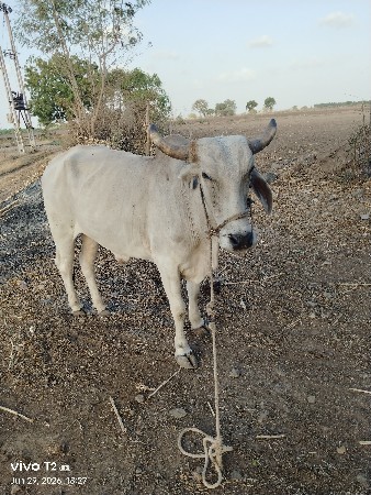 badad vechav chhe