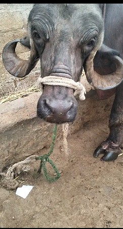 ભેશ વેશવાની સે