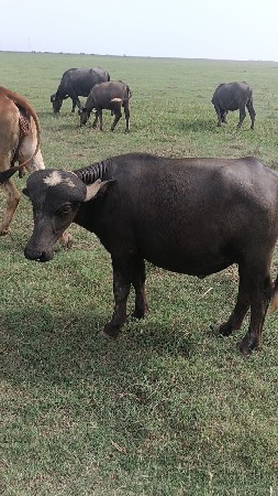 પાડો