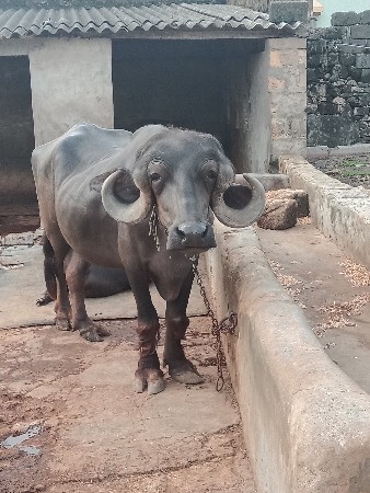 ખડેલું  વેસવાનુછે