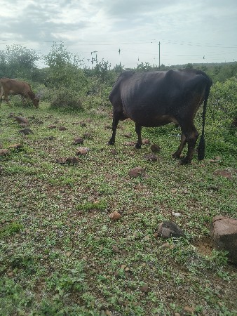 ગીર ક્રોસ ઓડકી વેચવા ની સે