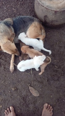 jrmn nu