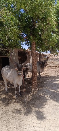 vesvana se