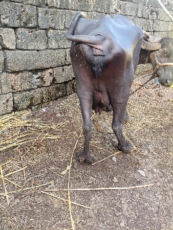 ભેસ વેચવાની છે