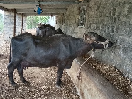 2  ભેંશ વેચવાની છે
