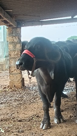 પાડો વેશવા નો છે