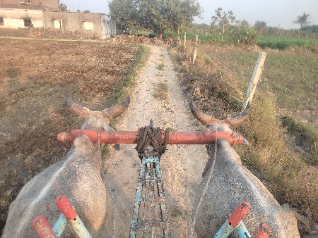બીજી ધરના છે