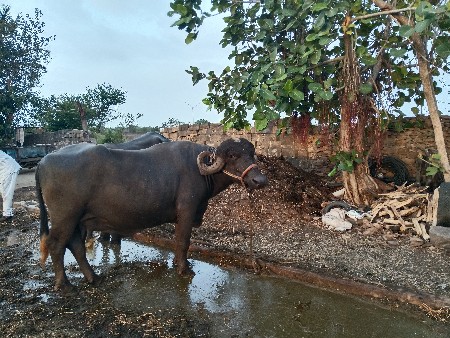 ભેંશ વેચવા ની છે