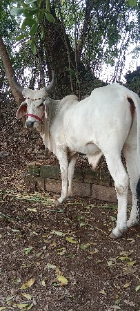 વેચવાનો છે