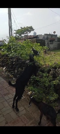 આ બકરી 🐐