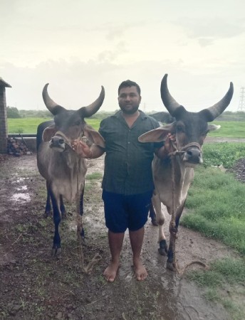 ગોધલાબળદંવેચીદેવાનાછેઆપીદેવાનાછે