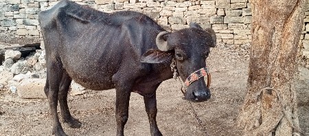 વેચવાનું સે