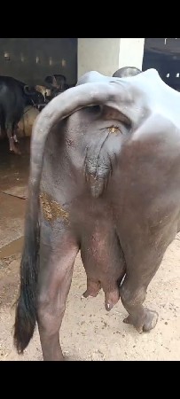 ભેંસ વેચાવ છે