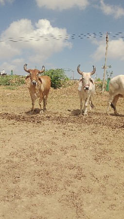 બળદ વેચવાના છે